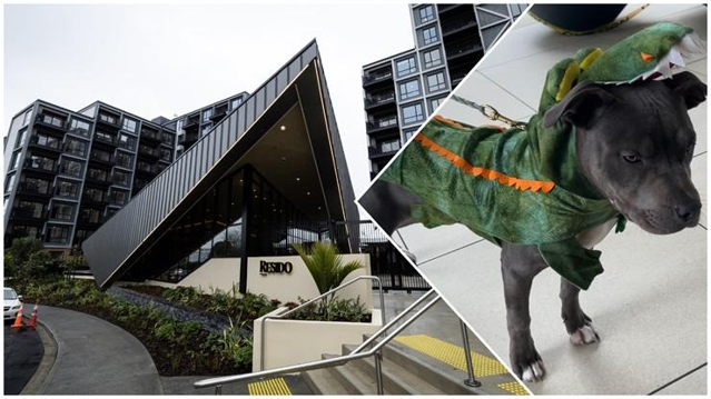 18 dogs, 15 cats and a parrot named Alex: Is this NZ's most pet-friendly rental?