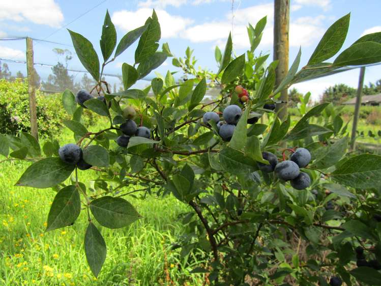 549a Seddon Road Gordonton_14