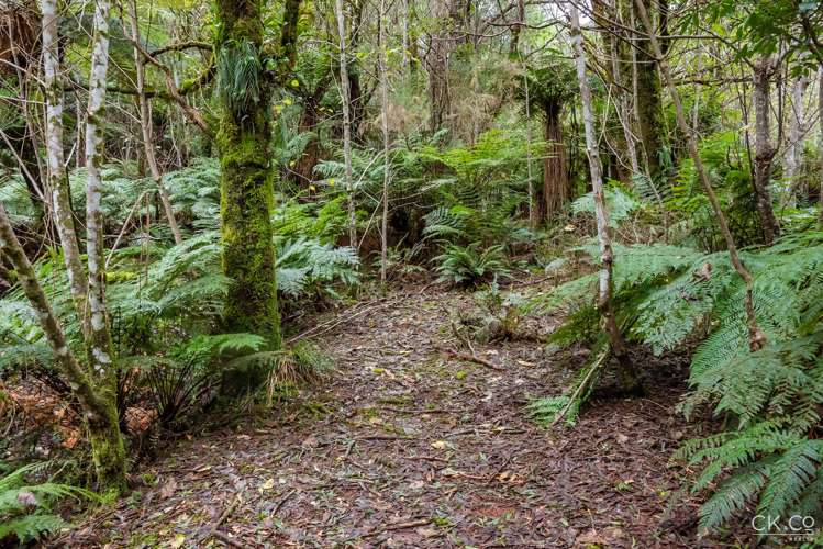 Zero Akatarawa Road Brown Owl_17