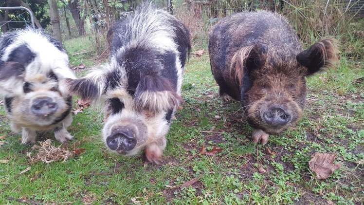 512 Kanohi Road Kaukapakapa_35