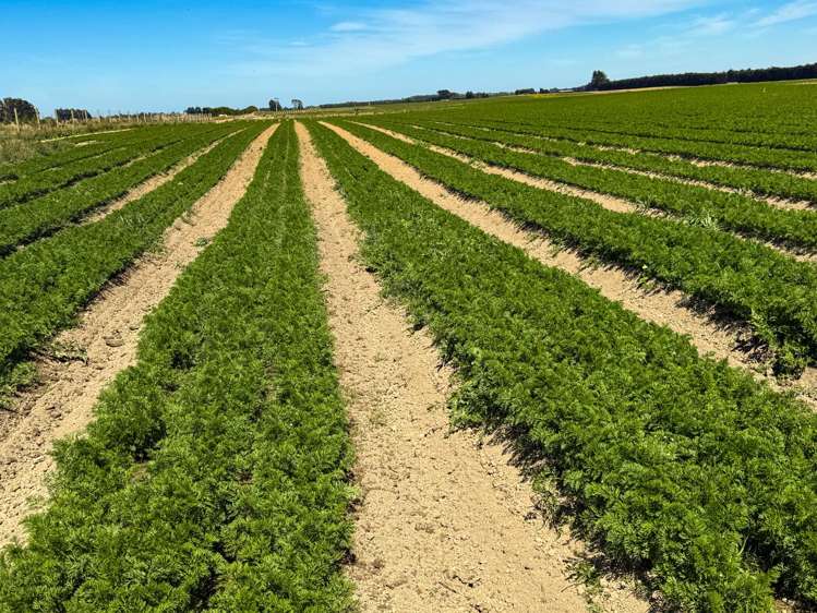 486 Irving Road and 150 Angle Road Woodlands_5