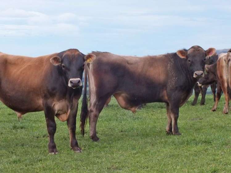 1006 Glenmark Drive Waipara_24