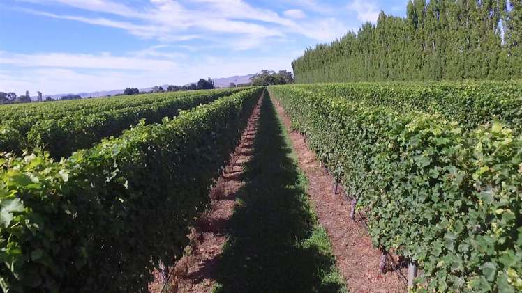 213 Chaytors Road Spring Creek_42