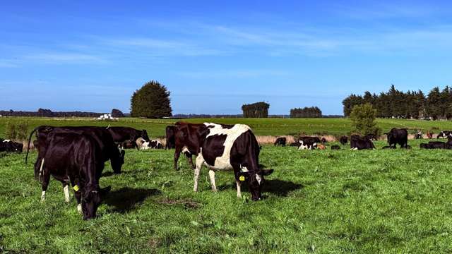 81 Tapper Road Mokotua_2