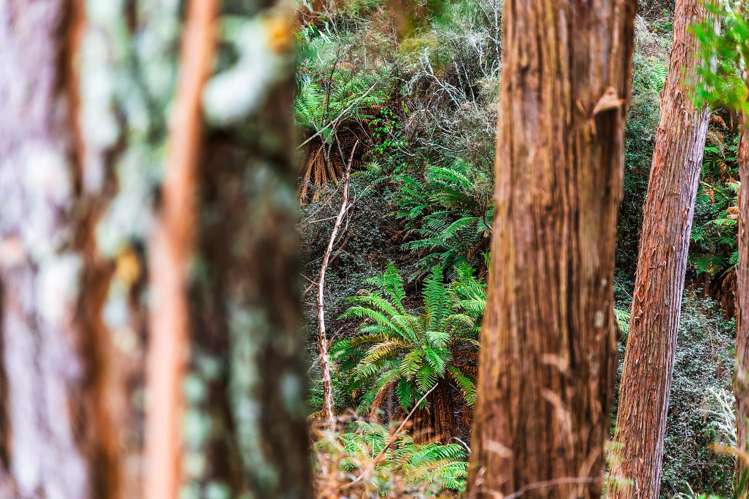 1777 Broadlands Road Broadlands Forest_15