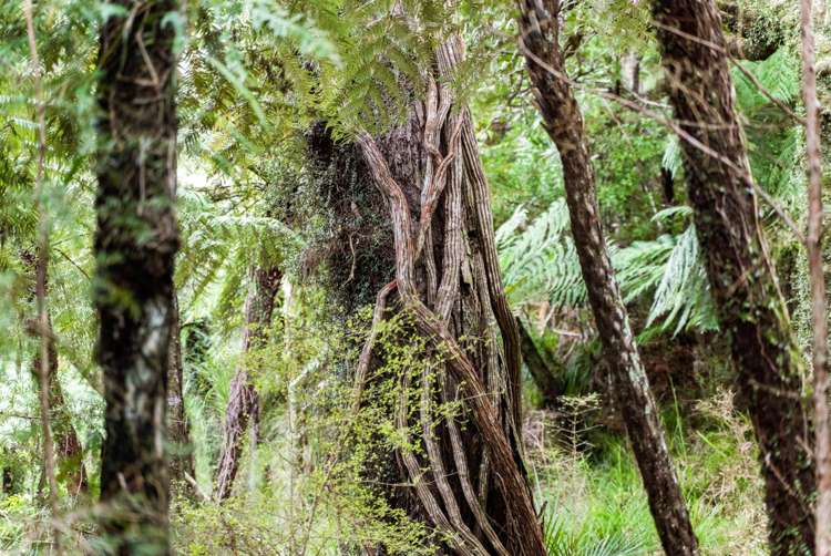 320 Upper Waiwera Road Puhoi_25