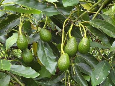 232C Williams Road North_4