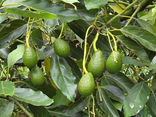 232C Williams Road North Pyes Pa_4