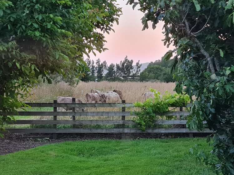 49 Oxford Street Martinborough_31