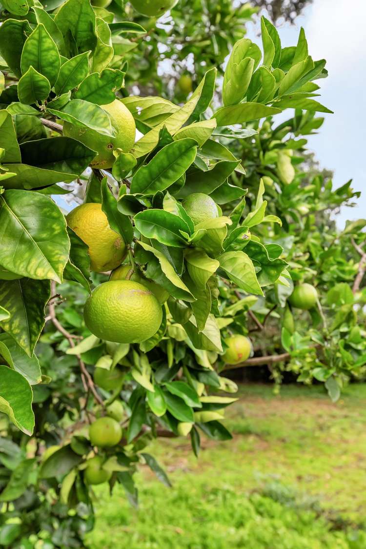 123a Marsden Point Road Ruakaka_9