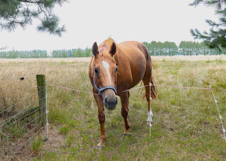 309 Karanga Road Dunsandel_17