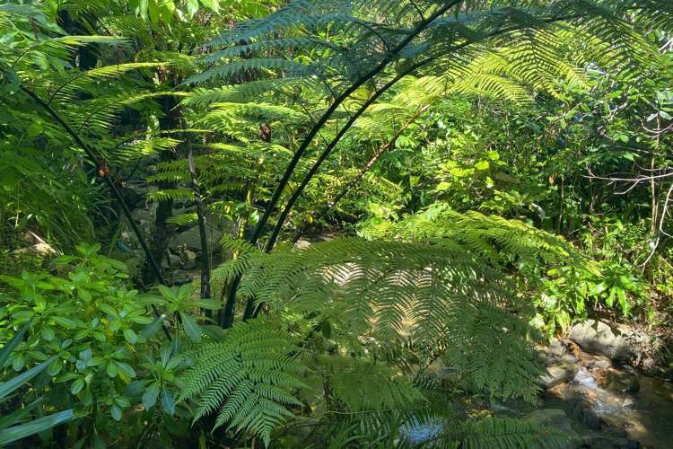 2 Otuturu Creek Road Thames_18