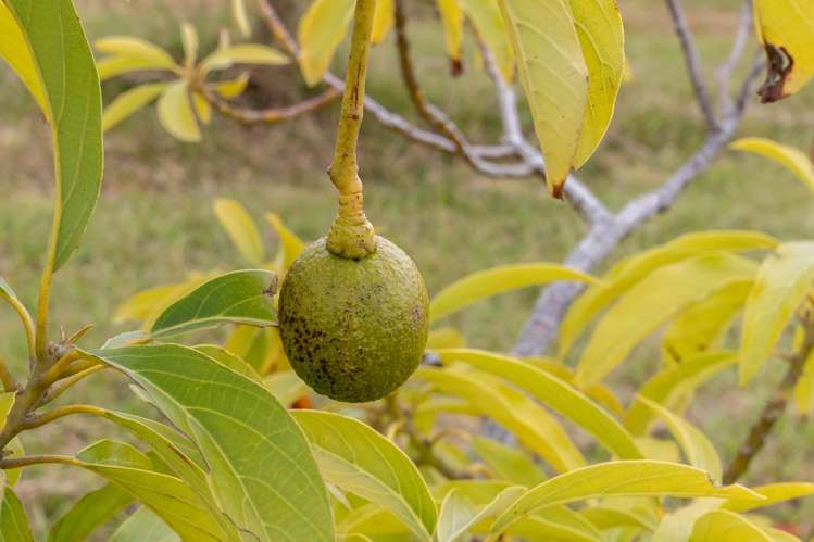 71 Mahana Road Waimauku_11