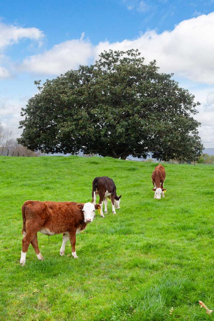 115 Gunn Road Matamata_42