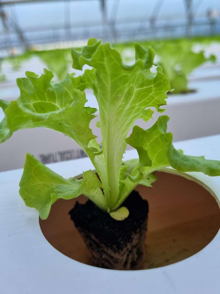 116 Wingatui Road Mosgiel_29