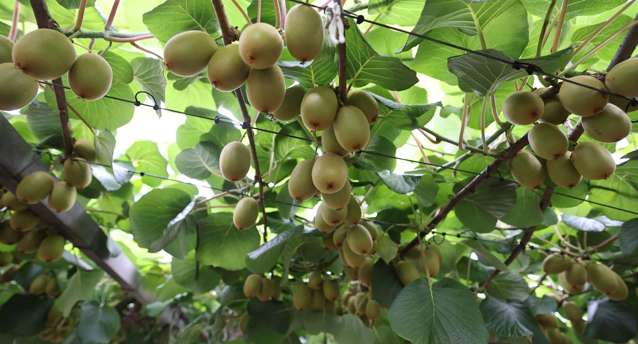 187 Athenree Road Athenree_4