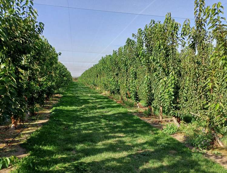 1182 Luggate-Cromwell Road Cromwell_1