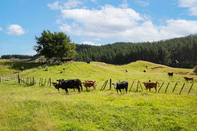 1595 Waingaro Road Glen Massey_15