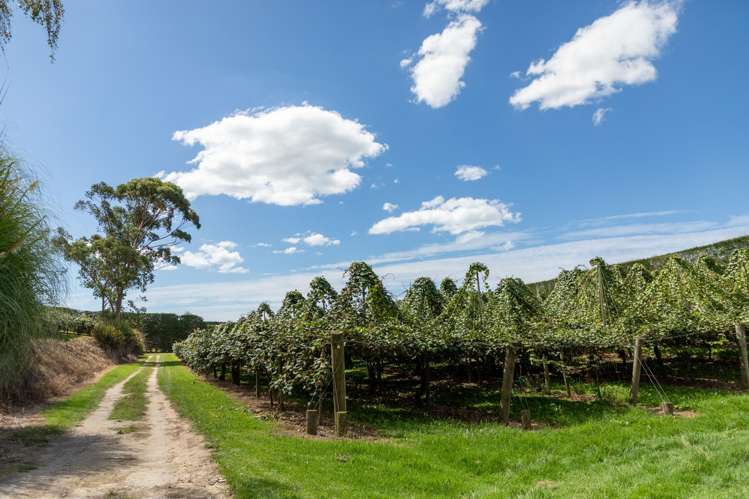 331 Maniatutu Road Pongakawa_13