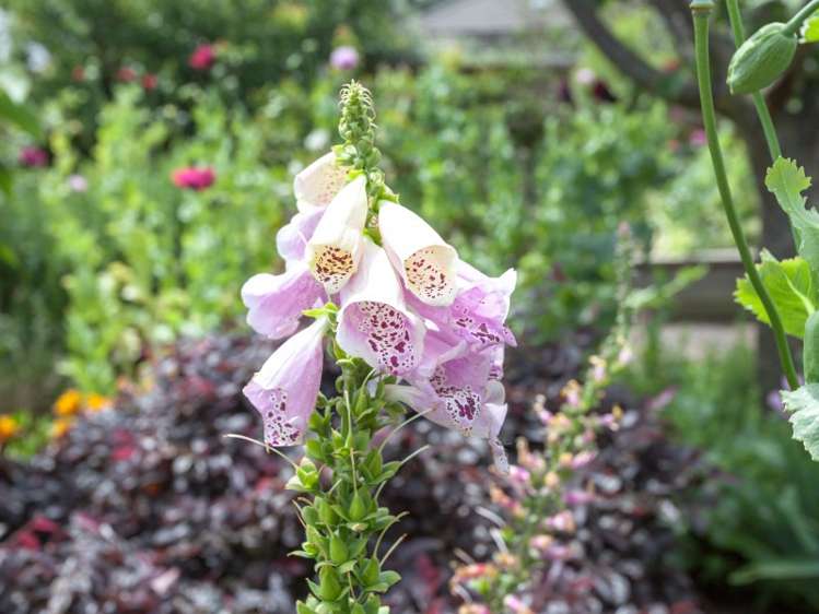 21 Teretiu Drive Thames_6