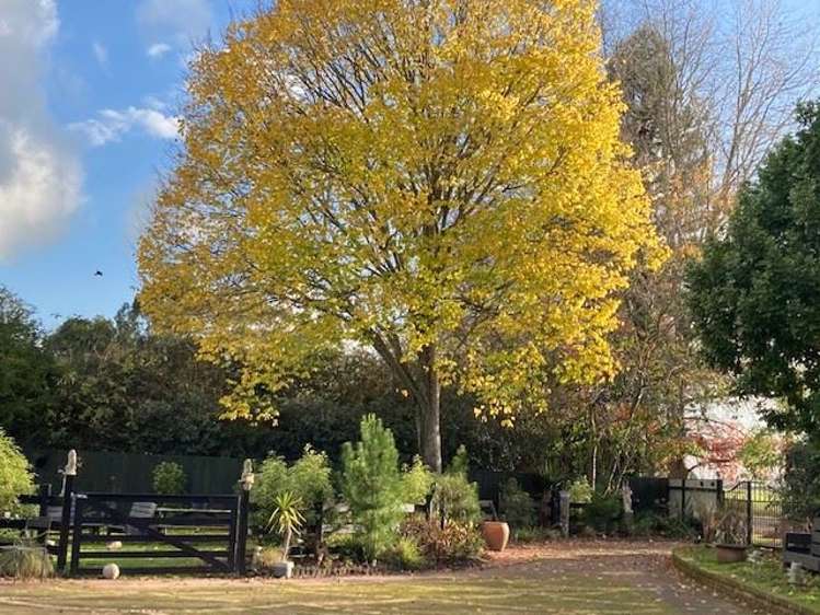 6 Campbell Street Waihou_26