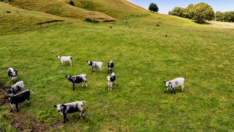 162 Standish Road Toko_21