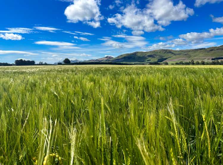 909 Nine Mile Road Riversdale_7