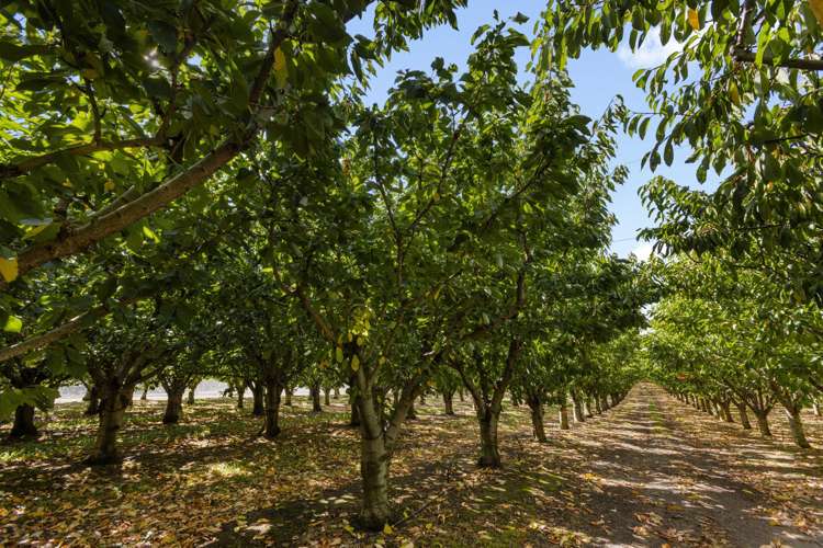 260 Ripponvale Road Cromwell_7