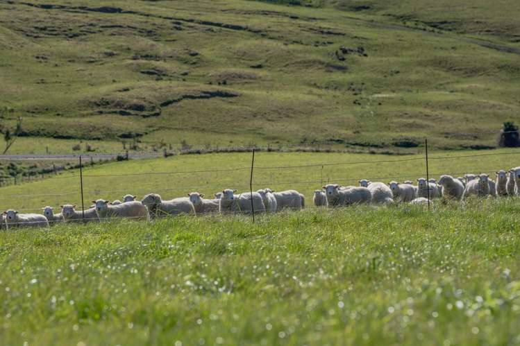 574 Spur Hut Road Temuka_6