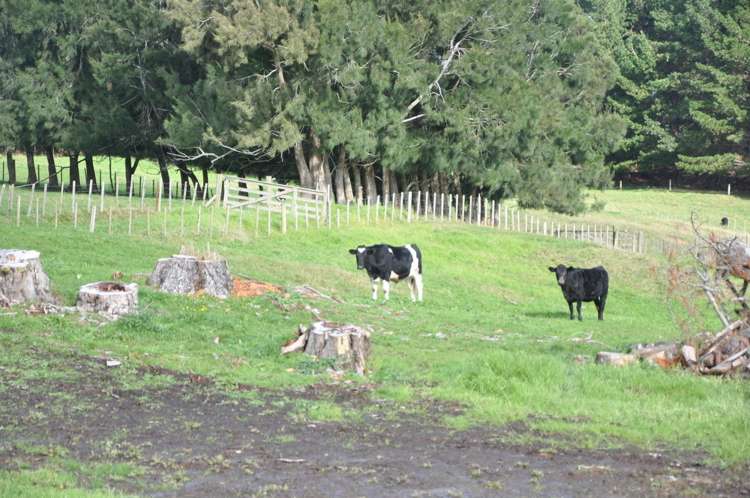 274 Partridge Road Wellsford_17