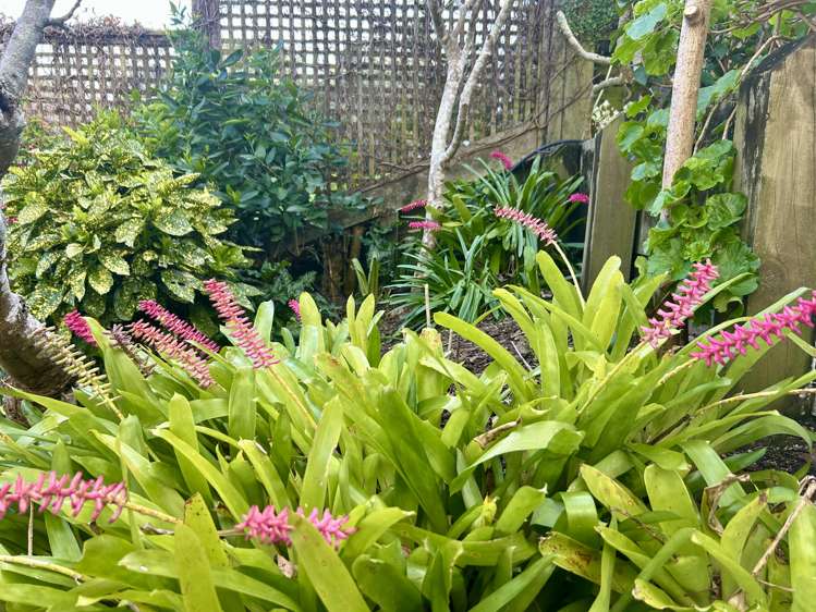 2/9 Calliope Road Devonport_18