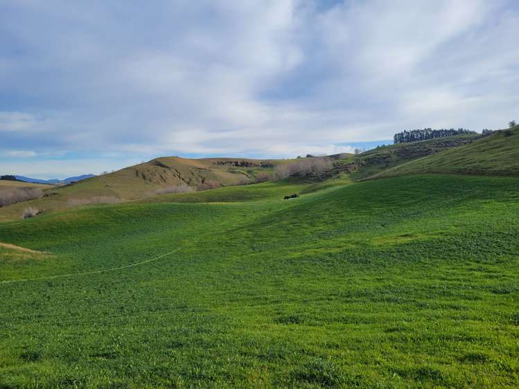 246 Tokarahi-Ngapara Road Five Forks and Surrounds_21