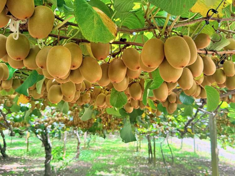 730 Old Coach Road Pongakawa_18