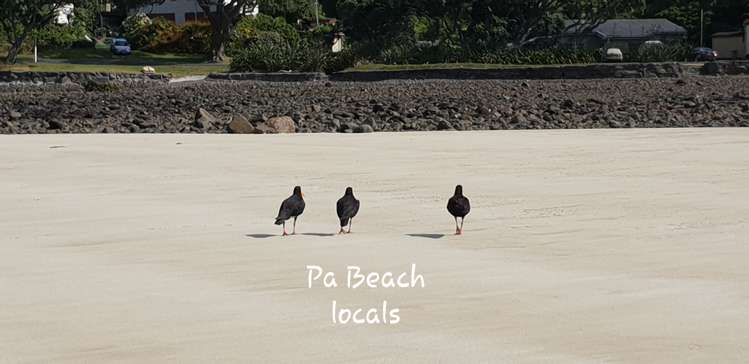 456 Shoal Bay Road Great Barrier Island (Aotea Island)_20