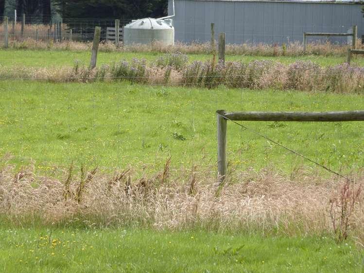 2 Wilson Road South Motu Rimu_3