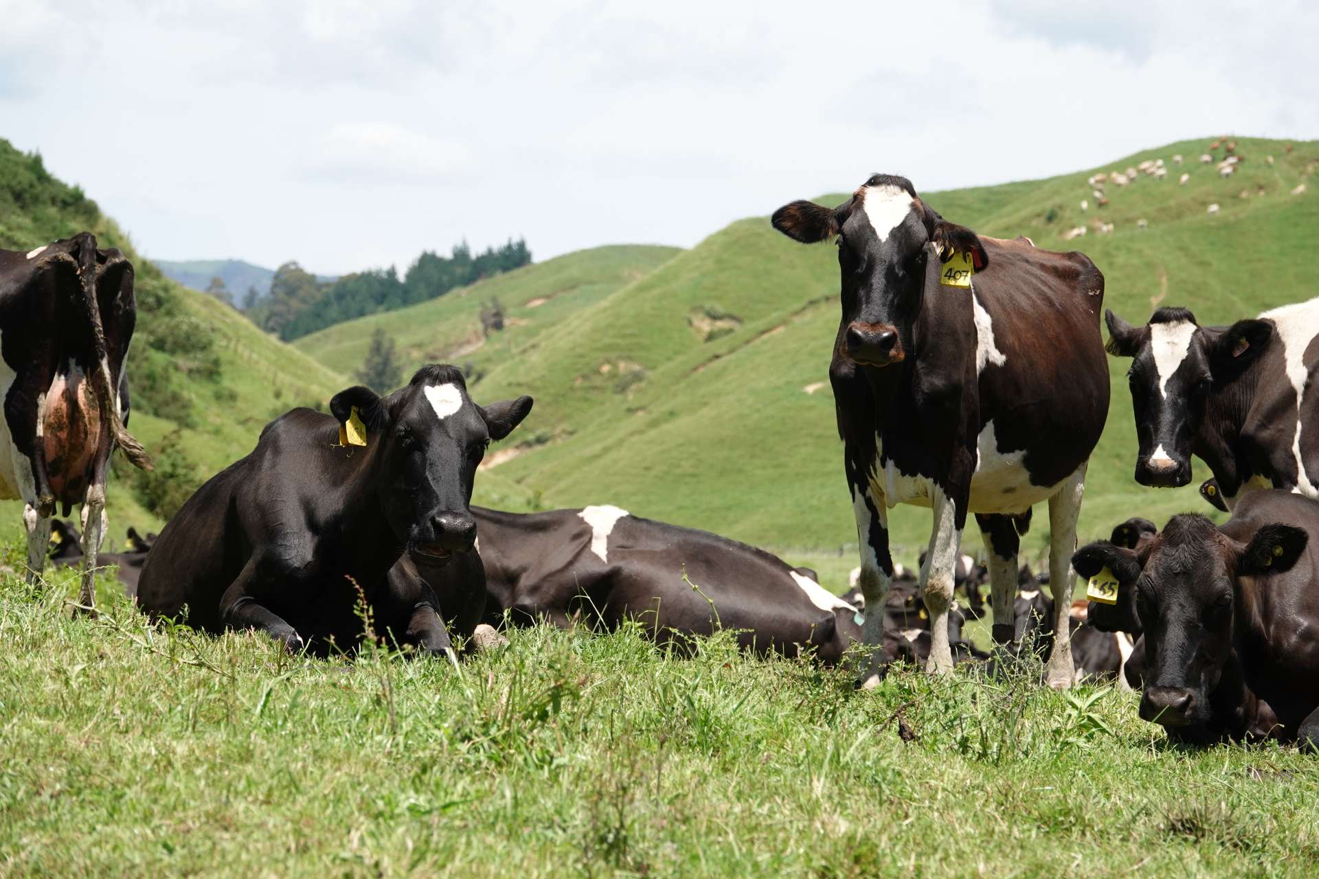 294 Tirohanga Road Opotiki Coastal_0