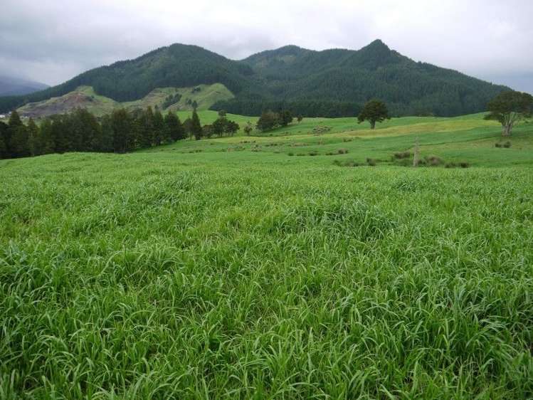 259 Waimata Road Dargaville Surrounds_14