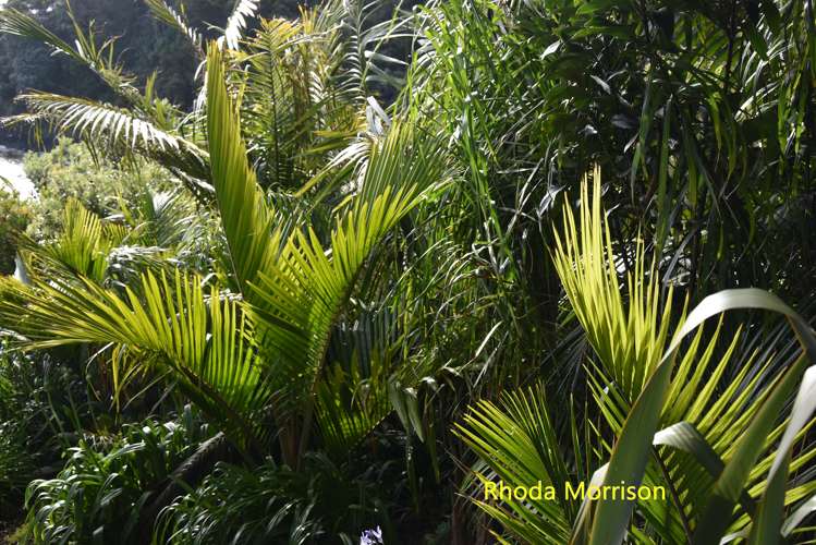 23 Te Wairoa Lane Tinopai_11