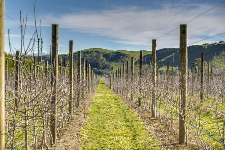 Kiwi Crunch Orchard Portfolio Twyford_35