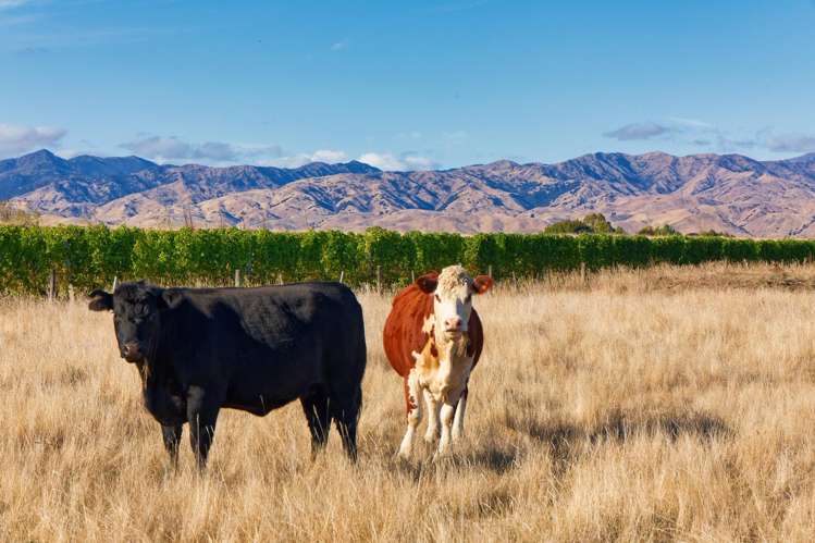 167 Hammerichs Road Rapaura_5