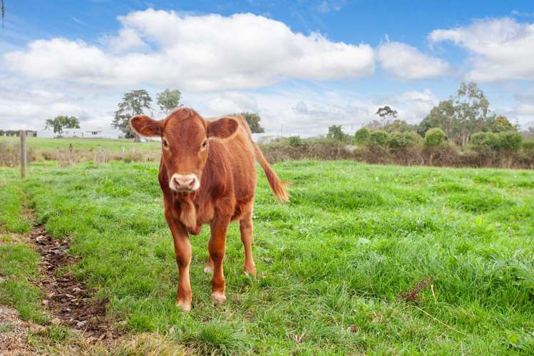 585 Morrinsville-Tahuna Road Morrinsville_19