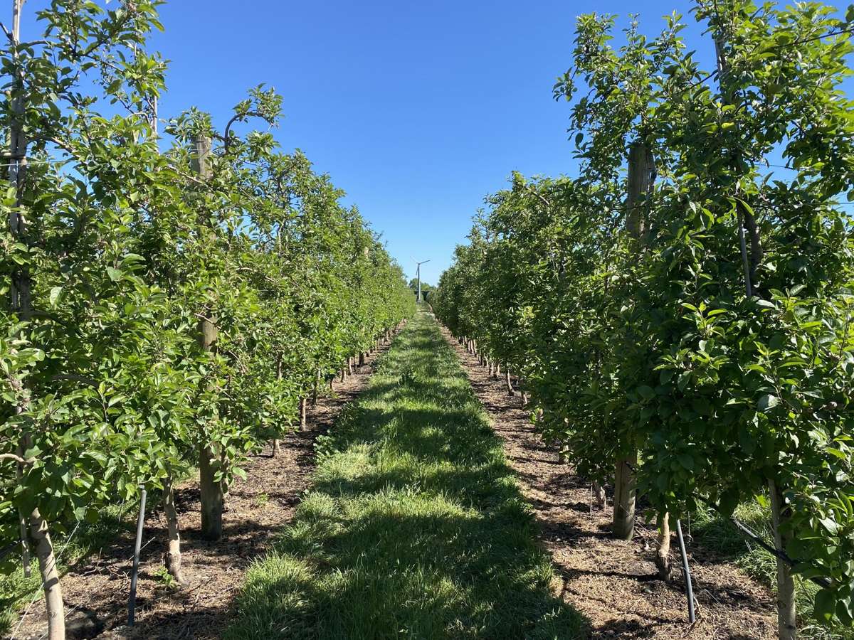 Rakete Orchards LP_1