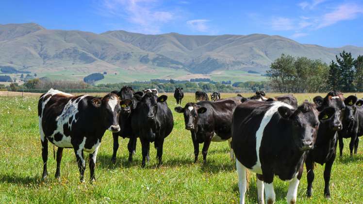 311 Hamilton Road Fairlie_17