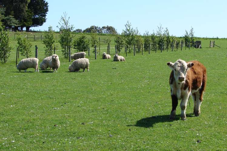 488 Woodlands Road Rimu_17