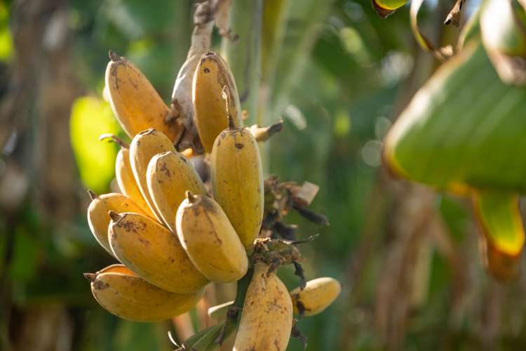 48 Elizabeth Street Waikanae_53