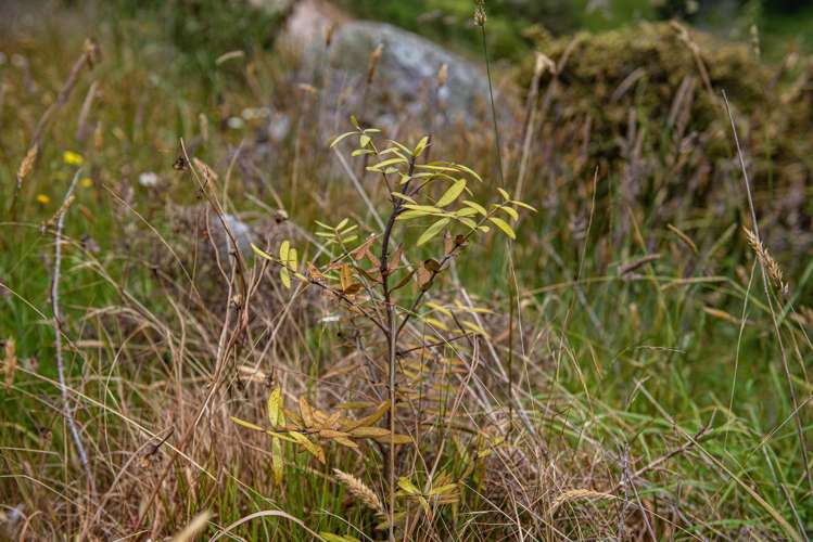 1403 Russell Road Helena Bay_14