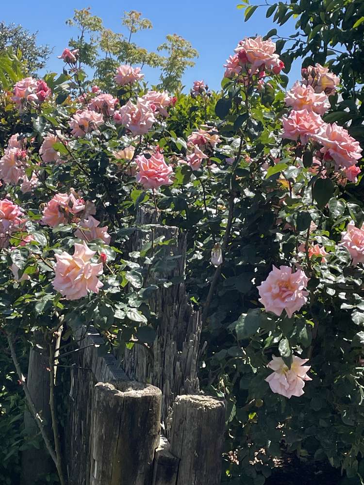 39b Queen Street Te Puke_18