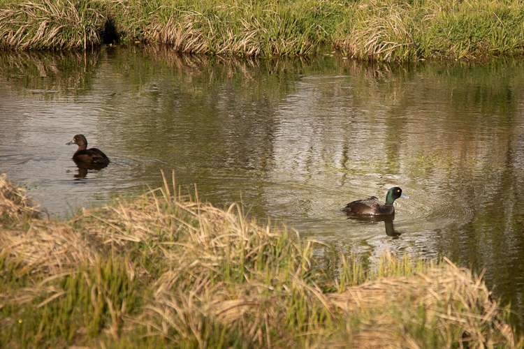 347 Glenorchy-Paradise Road Glenorchy_15