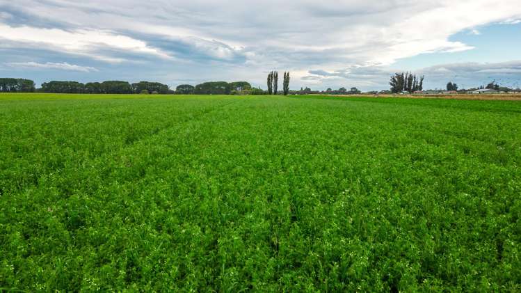 Bradshaws Road Waimate_27