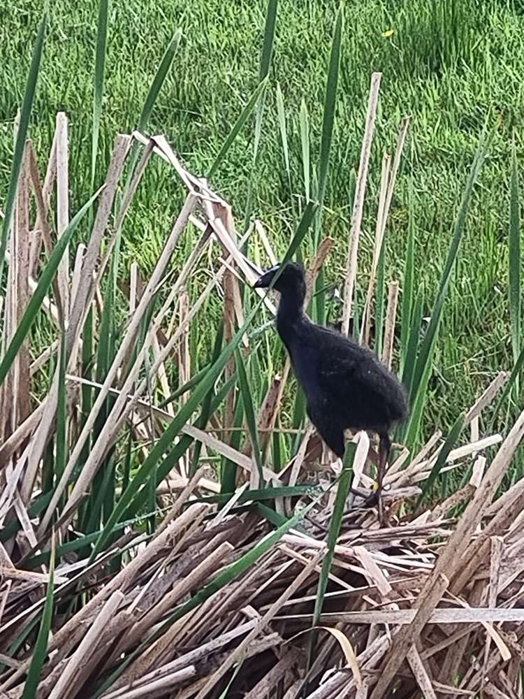 1/17 Athena Drive Totara Vale_21